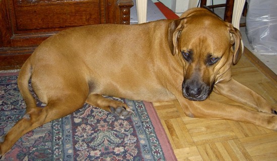 Side view of a large breed tan dog with a big head, long body and short legs laying down