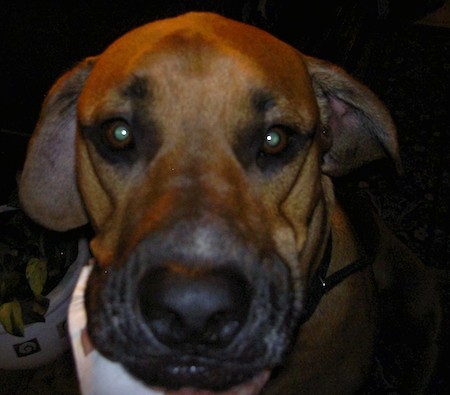 Close up head shot of a tan dog with a black snout and nose and black around his eyebrows, brown eyes with a human hand under his chin