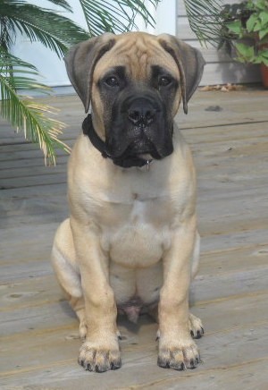 A stocky, muscular, wide chested, large headed tan puppy with a black muzzle and gray ears sitting down outside on a wooden deck in front of a house