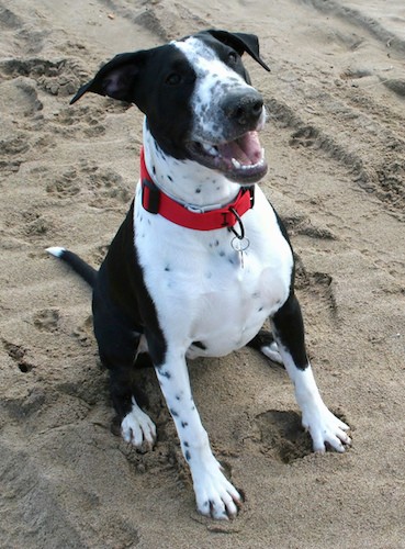 A large breed white and black dog with black spots inside of the white areas, a long muzzle, big black nose, dark eyes wearing a red collar.