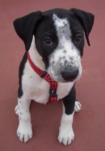 A little black puppy with a white belly and legs, white spots down his black face, ears that hang to the sides, dark eyes and a black nose.