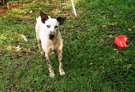 A white dog with black spots, large ears with the left one standing up and the right ear flopped over at the tip, dark eyes and a black nose.