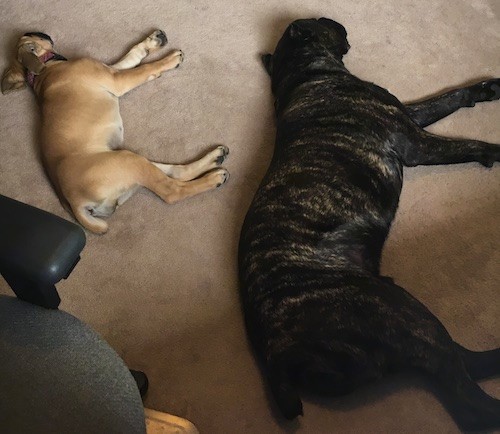 Two large breed dogs, a black brindle adult and a tan puppy laying down on a tan carpet sleeping