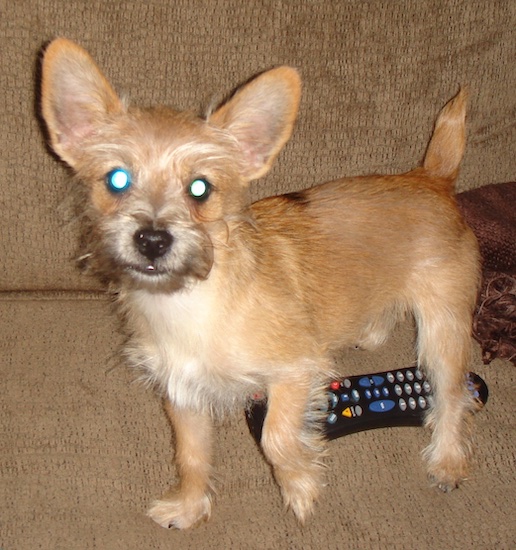 A small tan puppy with ears that stand up and a black nose standing on a couch next to a TV remote