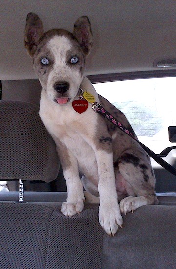 A merle colored puppy with a white chest, bat ears, ice blue eyes and a black nose sitting up high on the back of a seat in a car.