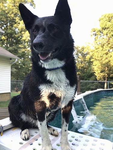 Front side view of a black dog with a white chest and paws sitting on the deck of an above ground pool with his fur all wet