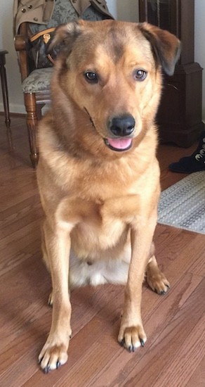 Front view of a medium coated, thick tan dog with ears that fold down, brown eyes, a black nose and white on his underside sitting down inside of a living room on a hardwood floor