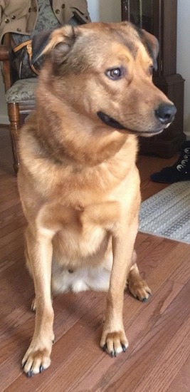 Front view of a tan dog with black on his ears, brown eyes, a black nose with a long muzzle and a thick coat with a mane of hair around his neck area sitting down on a brown hardwood floor