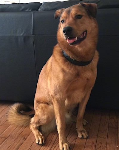 Front side view of a reddish tan dog with a thick coat and black on his tail and small fold over ears sitting down on a hardwood floor leaning against a black leather couch