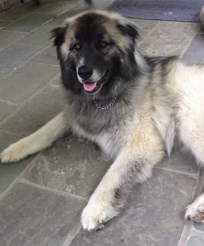 A huge, thick coated black and gray dog with very thick hair, brown eyes and small ears laying down on a gray tiled floor smiling