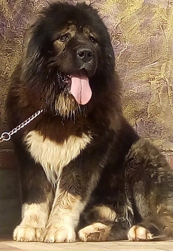 An extra large, giant dog that looks like a fluffy bear that is dark brown, brindle with white, thick coated dog with a huge head, a very large boxy muzzle, huge paws, a big tongue and large pink nose sitting down 