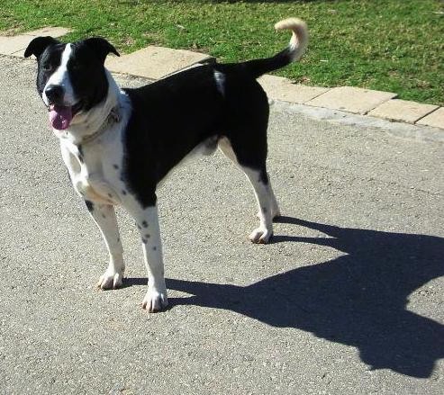A large black and white dog with a long tail that has a curl hook at the end, rose ears, a big black nose and a pink tongue showing standing outside in the street