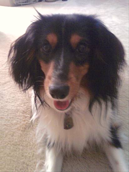A small tricolor, black, tan and white longhaired dog with long soft black ears laying down