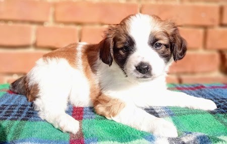 A little brown, black and white puppy laying down on a blue green and yellow blanket outside in front of a brick wall