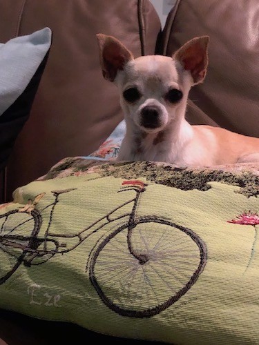 A tan shorthaired little dog with a wide forehead with ears that are set far apart, round dark eyes and prick ears laying down on a person's bed in front of a pillow with a bicycle embroidered on it