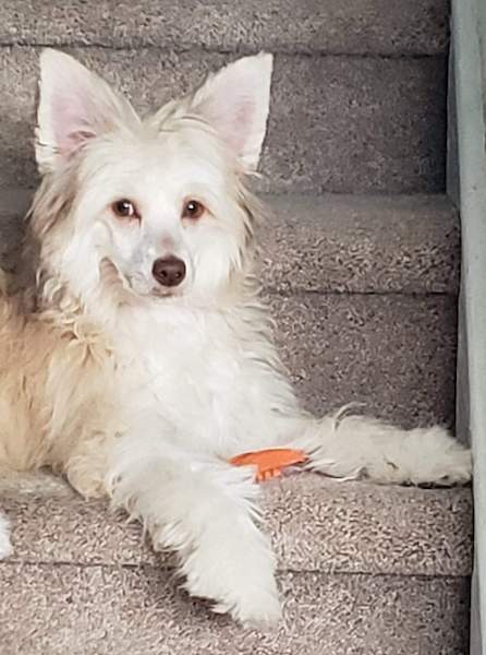 A soft-coated white and tan dog with large ears that stand up to a point laying on a tan step with an orange chew toy in front of him