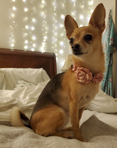 A small thin tan and black dog with a saddle back pattern, large ears that stand straight up with bulging black eyes sitting on a person's bed