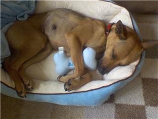 A short coated tan dog with big ears laying in a dog bed with a baby-blue plush bone-shaped dog toy between her paws