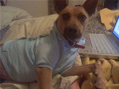 A tan shorthaired dog with large prick ears wearing a light blue shirt laying down on a person's bed next to a laptop