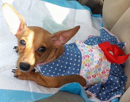 A shorthaired light brown dog with  huge ears that stand up and out to the sides wearing a sailor dress laying on top of a pee pad on the tan cloth seat of a car.