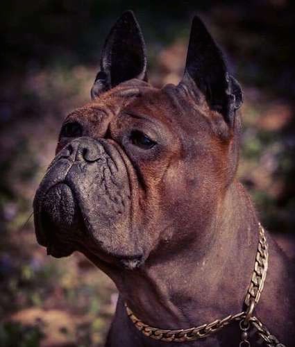 Close-up, side view head shot of a wrinkly faced, red, brown and black dog with a pushed back face and pirck ears that stand up to a poit wearing a gold chain collar