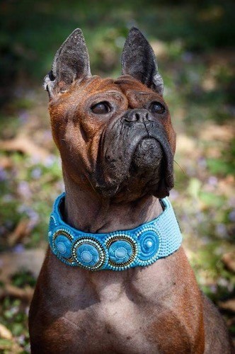 A reddish brown, short coated dog with wrinkles, a black muzzle, dark eyes, a pushed back face and ears that stand up with a thick teal blue collar on