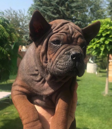 A brown, wrinkly puppy with hanging extra skin, slanty eyes and small ears that stand up to a point being held up in the air by a person outside in a yard