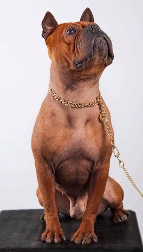 Front view of a reddish-brown dog with a wide chest and small prick ears that are set wide apart sitting down on a black platform with a golden leash and collar on