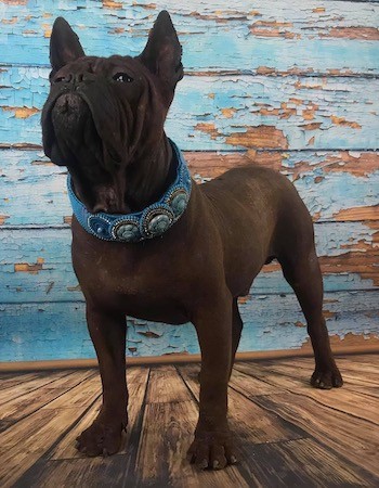 Front side view of a dark brown dog with a very short coat, a large head with slanty eyes and wrinkles with prick ears that are set wide apart standing next to a blue house on a wooden deck