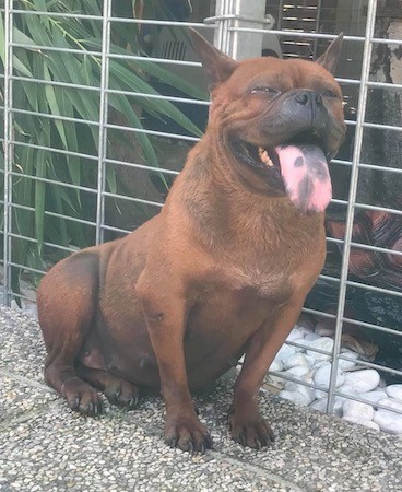 Front view of a muscular, wide , big boned reddish-brown dog with a large head, ears that stand up to a point set wide apart and a large pink tongue with black patches on it standing outside next to metal bars
