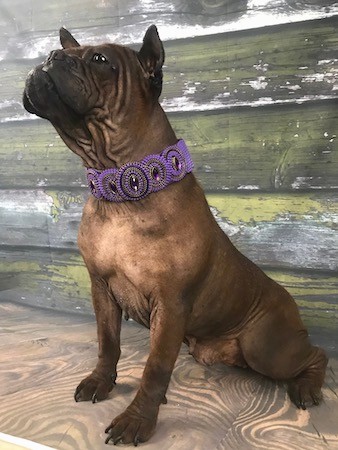 Front side view of a brown dog with a very short coat, a big head and a wide chest wearing a thick purple collar sitting outside on a wood deck in front of a wood house