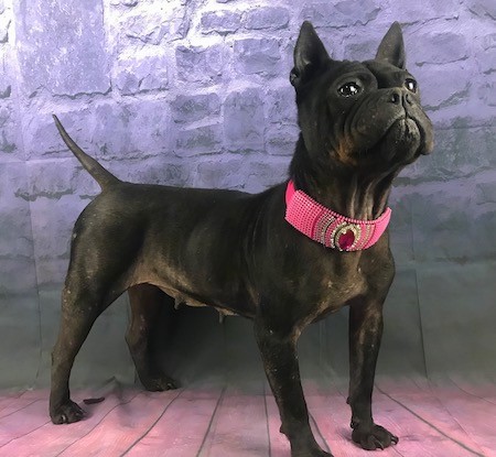 Front side view of a black dog with a very short coat, a big head with wrinkles on his face standing next to a purple colored stone wall on a pink wooden floor