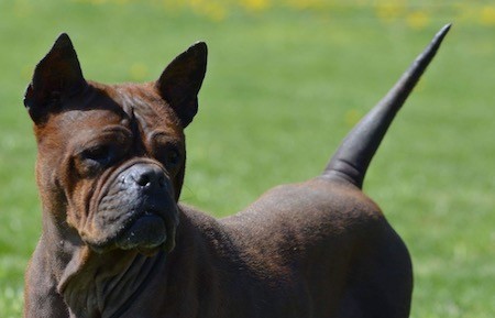 Front side view of a reddish-brown dog with a very short coat and a thick based tail that tapers to a point with a wide forehead and a wrinkly snout standing outside in grass