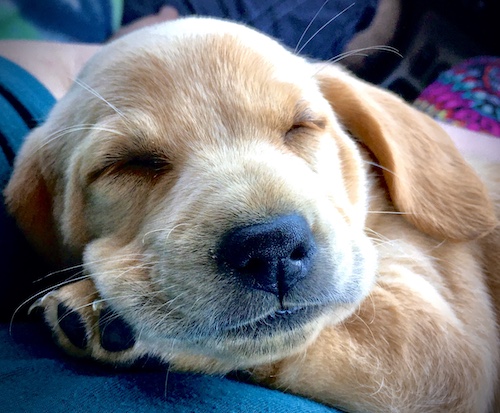 A tan puppy with a big black nose sleeping on her front paw on top of someone's lap.