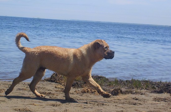 A tan, muscular dog with a thick body and a long curl tail trotting down a beach with the ocean in the distance