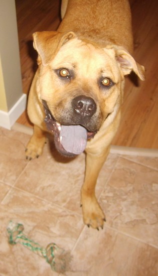 A thick-bodied, large breed fawn colored dog with ears that fold over to the front, wide round brown eyes, a big black nose and a black tongue walking across a hardwood floor onto a tan tiled floor inside of a house looking happy