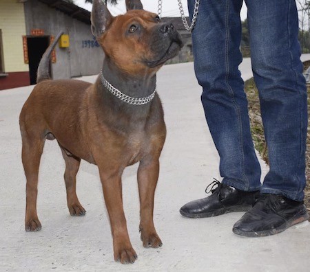 Front side view of a short haired, reddish-brown dog with a long muzzle and a defined stop, brown eyes and prick ears standing outside next to a man in black shoes and blue jeans