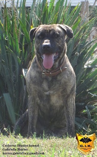 A large, muscular breed brown brindle dog with a wide chest, large head, brown eyes and a thick neck sitting down outside in front of tall grass