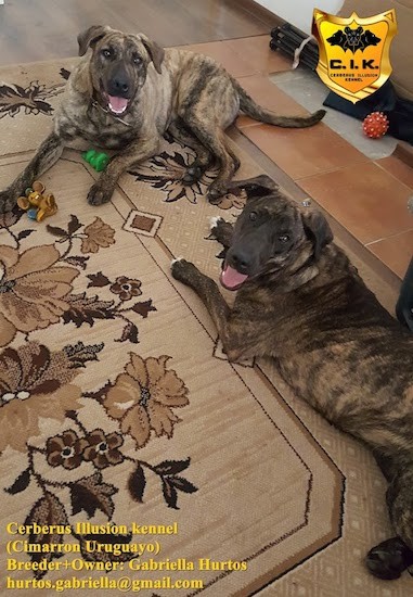 Two large brindle dogs with smiles on their faces laying down in a living room with toys around them