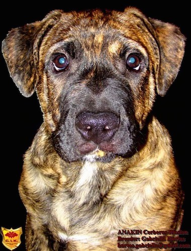 A large breed brindle puppy with wide round eyes, a large black nose and ears that hang down to the sides sitting down