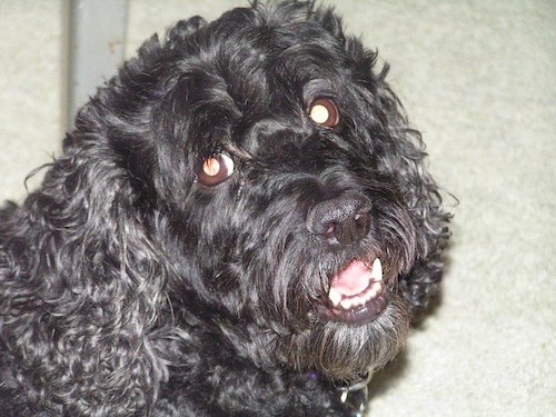 Close-up head shot of a black, wavy-coated curly dog looking happy with is white teeth showing as he smiles.