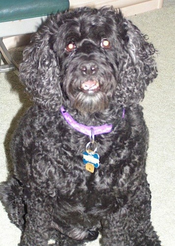 A shiny-coated, black, curly-coated dog with long hanging ears wearing a purple collar sitting down in a house on tan carpet.