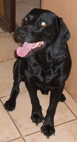 A black short haired, soft, smooth looking dog with long hanging ears and a big pink tongue showing sitting down leaning against a brown wall on a tan tiled floor