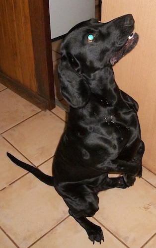A shiny, short-coated black dog with long soft big ears, a long muzzle, black nose and long tail in a begging pose inside of a house on a tan tiled floor