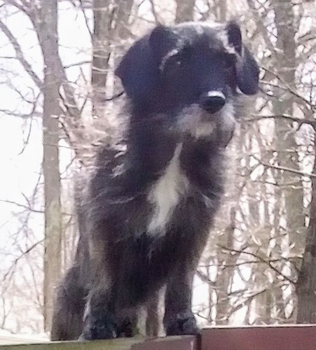 A scruffy little black dog with white on his chest and snout and above his eyes standing up on the side of a fence with trees behind him