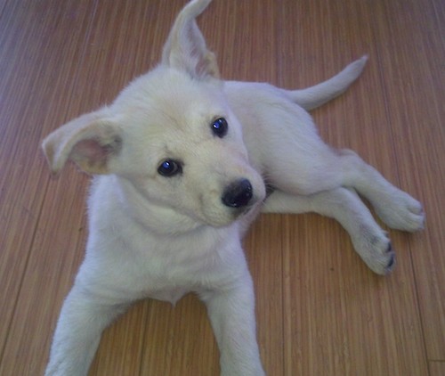 A white puppy with ears that bend up and out to the sides with dark eyes and a black nose laying down on a hardwood floor looking up