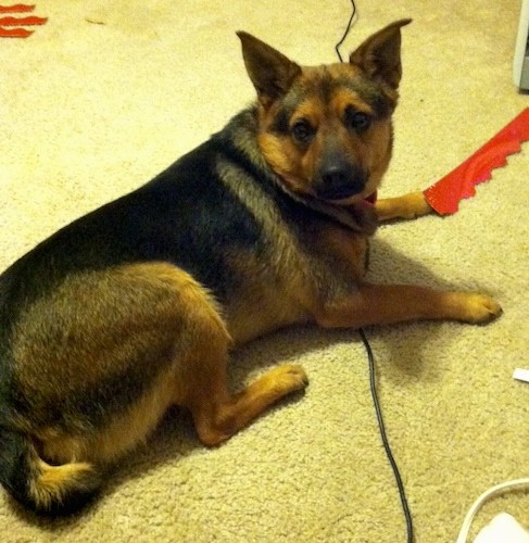 A small dog that looks like a German Shepherd with really short stubby legs laying down on a carpet