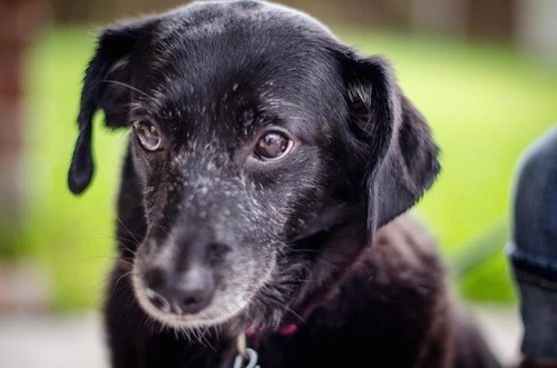 A black dog with a graying muzzle, dark almond shaped brown eyes and ears that hang to the sides sitting down outside