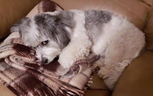 A small soft thick, wavy coated little white and gray dog laying down on a brown plaid blanket on a tan leather couch