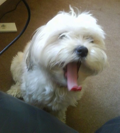 A little fluffy white dog with a black nose and a pink tongue hanging out has the dog yawns sitting down on a tan carpet